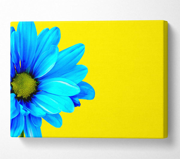 Blue Daisy On Yellow