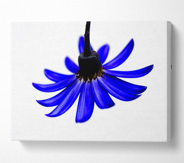 Blue Petals