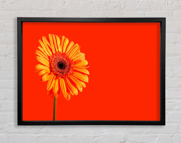 Orange On Orange Gerbera