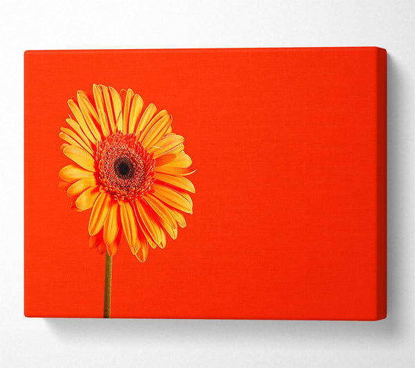 Orange On Orange Gerbera