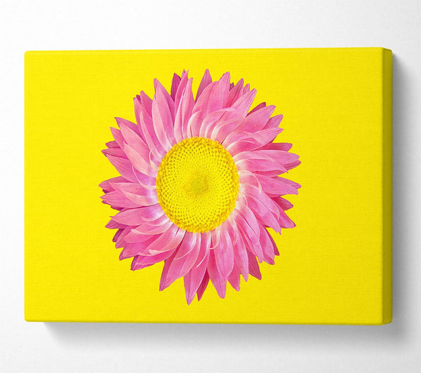 Pink Daisy On Yellow Twist