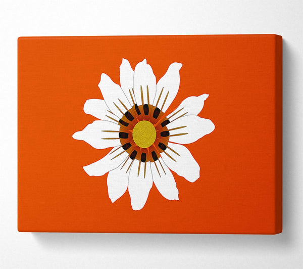 White Daisy Oranges