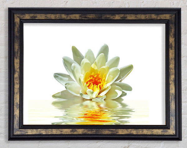 White Water Lily Reflection Petals