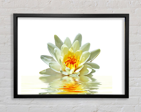 White Water Lily Reflection Petals