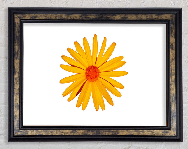 Yellow Daisy Face