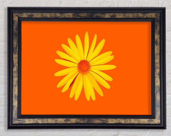 Yellow Daisy Face On Orange