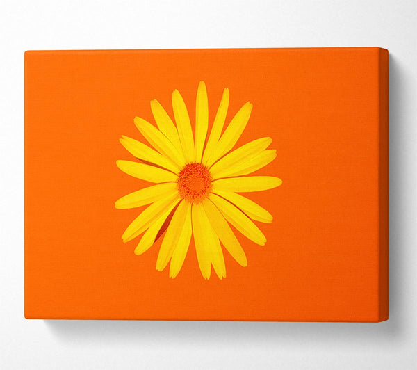 Yellow Daisy Face On Orange