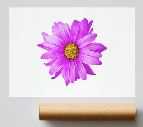 Pink Daisy On White