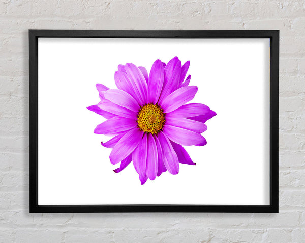 Pink Daisy On White