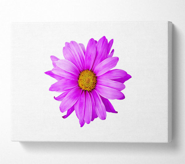 Pink Daisy On White