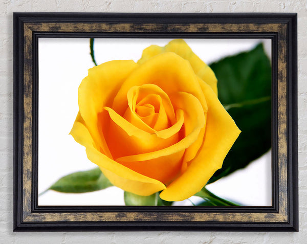 Yellow Rose