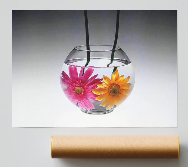 Gerbera Fishbowl B N W