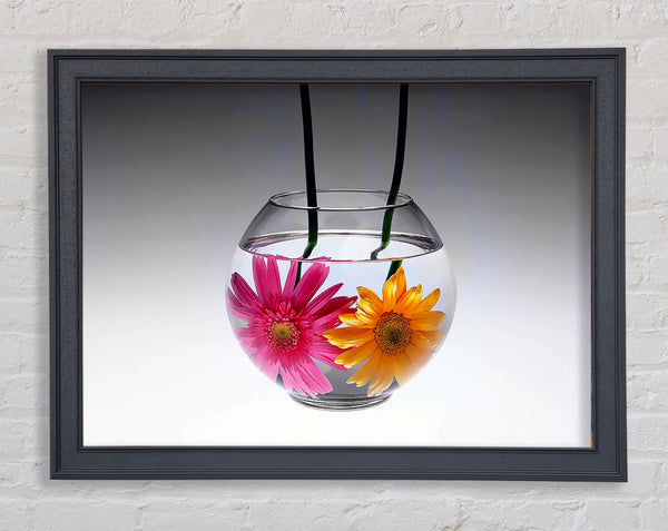 Gerbera Fishbowl B n W