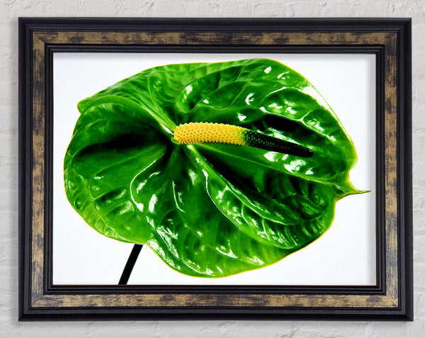 Anthurium Flower