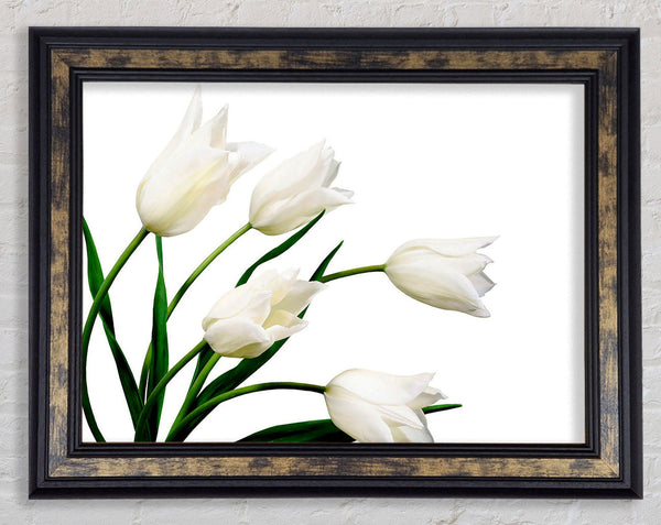 White Tulip Quad