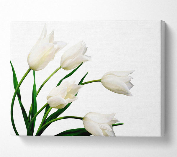 White Tulip Quad