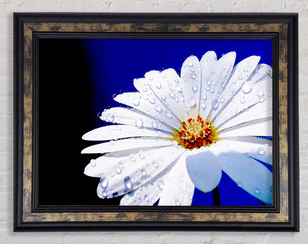 White Daisy Petal Droplet