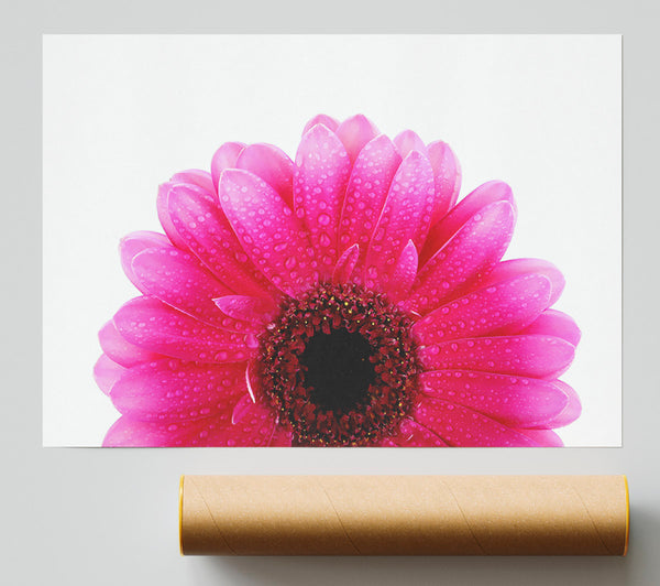 Pink Petal Dew Drop Gerbera