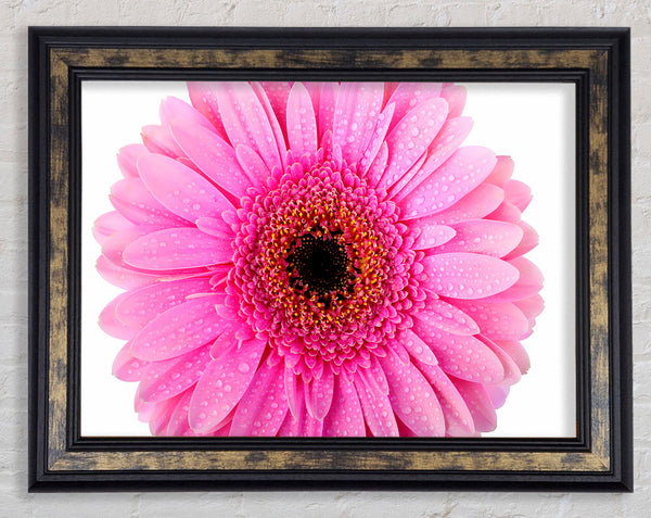 Baby Pink Dew Drop Gerbera