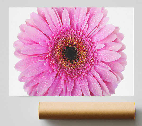 Baby Pink Dew Drop Gerbera