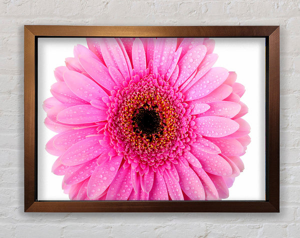 Baby Pink Dew Drop Gerbera