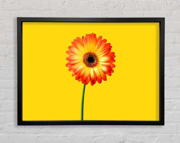 Orange Gerbera On Yellow