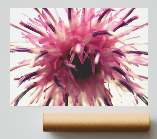 Pink Flower Head Explosion