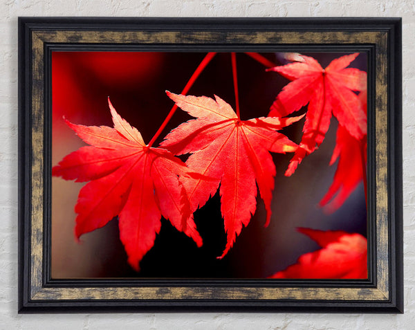 Winter Red Leaves