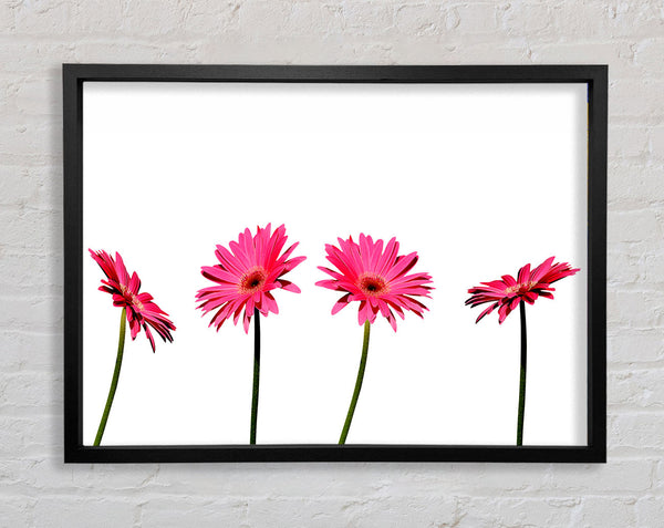 Pink Gerbera Quads