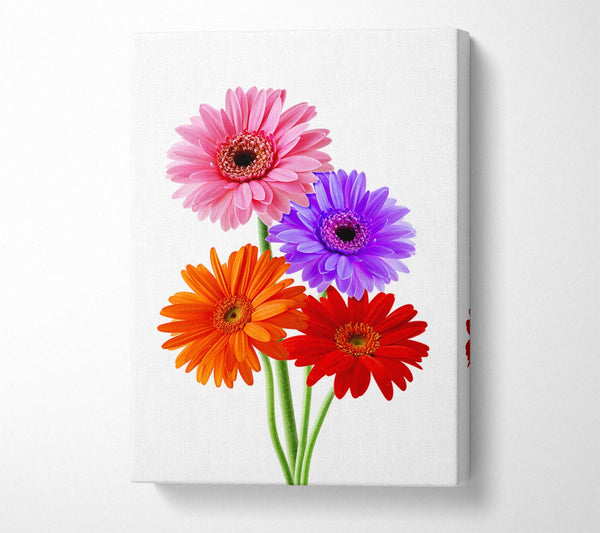 Gerbera Colours