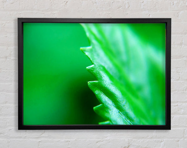 Jagged Green Leaves