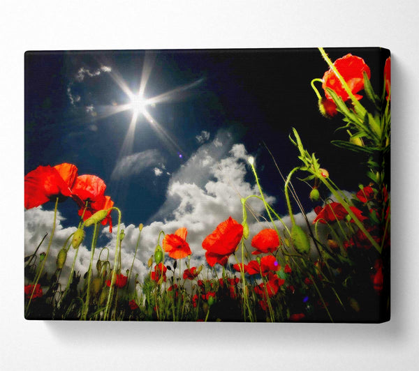 Poppy Field Sun Star