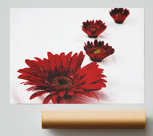 Red Gerbera Heads