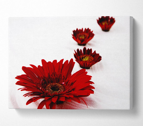 Red Gerbera Heads