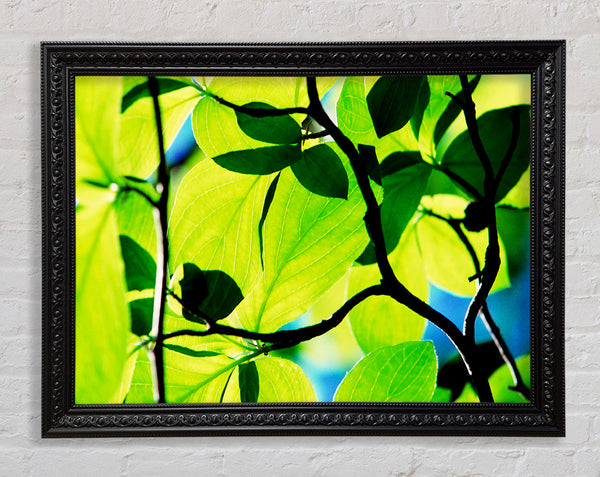 Green Leaves In Sunlight