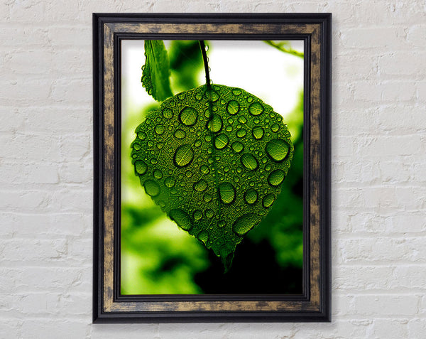 Waterdrops On A Leaf