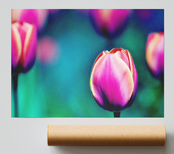 Pink Tulip Field