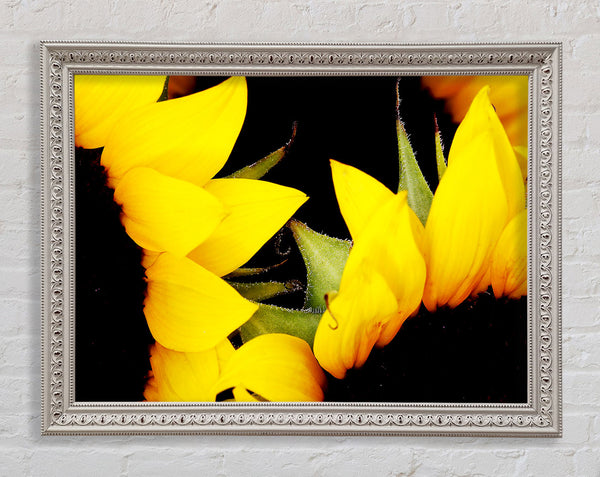 Close-Up Of A Yellow Sunflowers