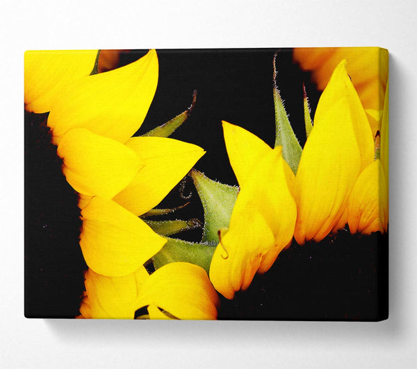 Close-Up Of A Yellow Sunflowers