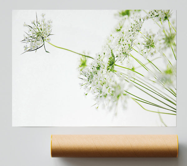 White On White Flowers