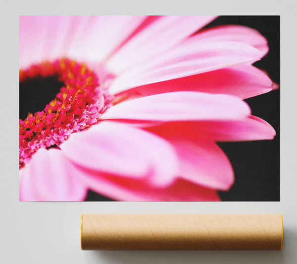 Pink Gerbera Close-Up