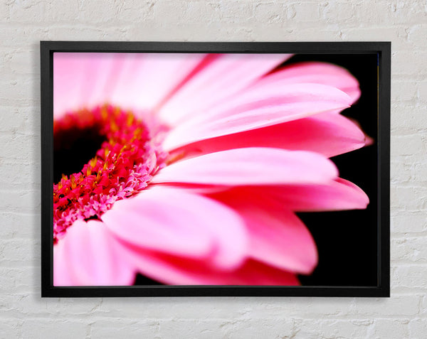 Pink Gerbera Close-Up