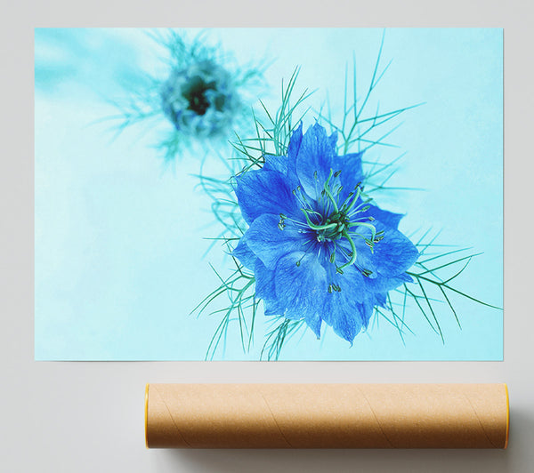 Blue On Blue Flower