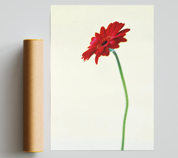 Single Red Gerbera