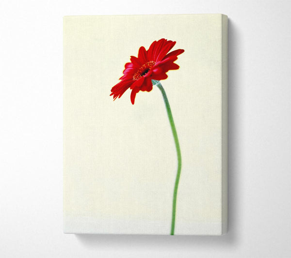 Single Red Gerbera