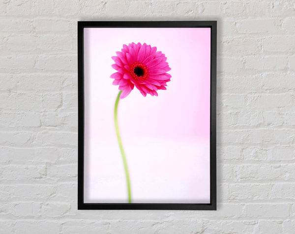 Pink On Pink Gerbera