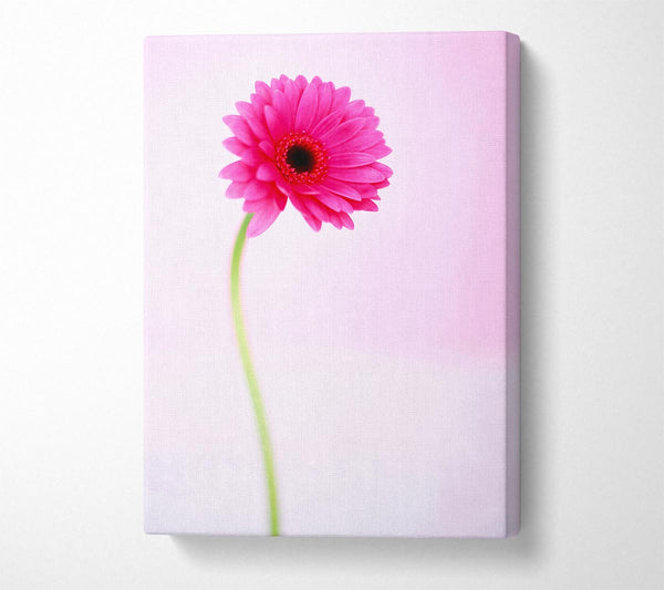 Pink On Pink Gerbera