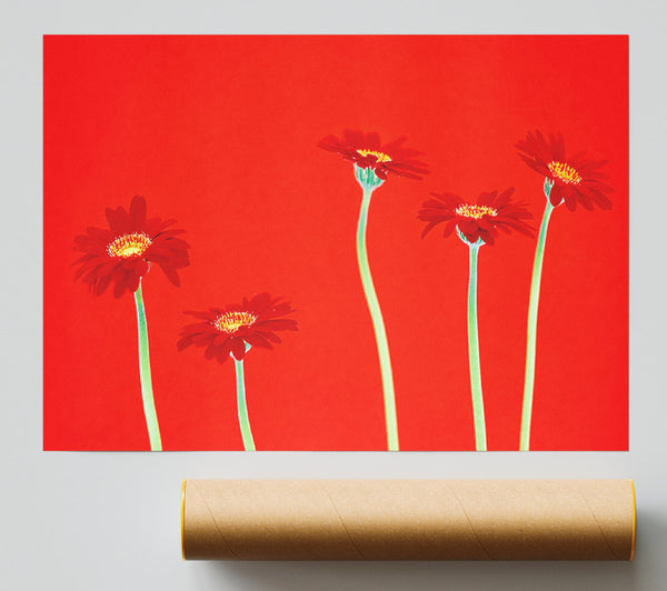 Red Daisies On Orange