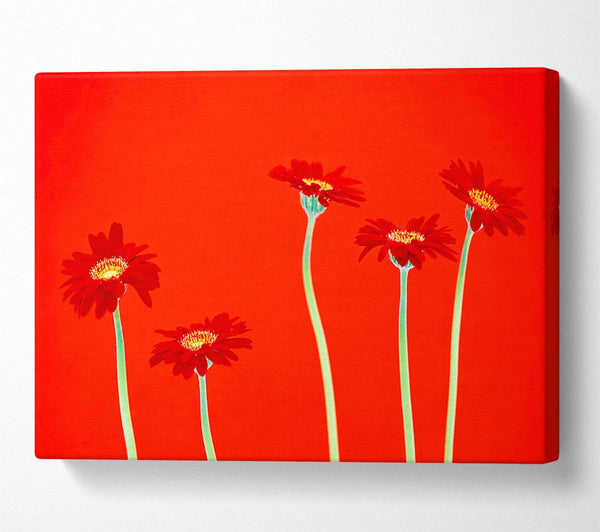 Red Daisies On Orange