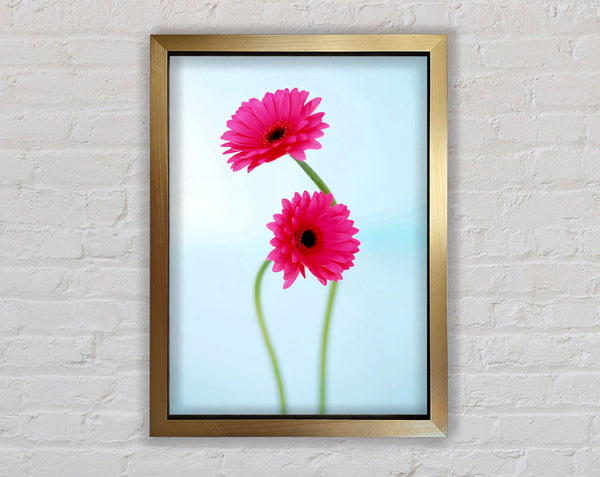 Cerise Daisy Duo On Blue